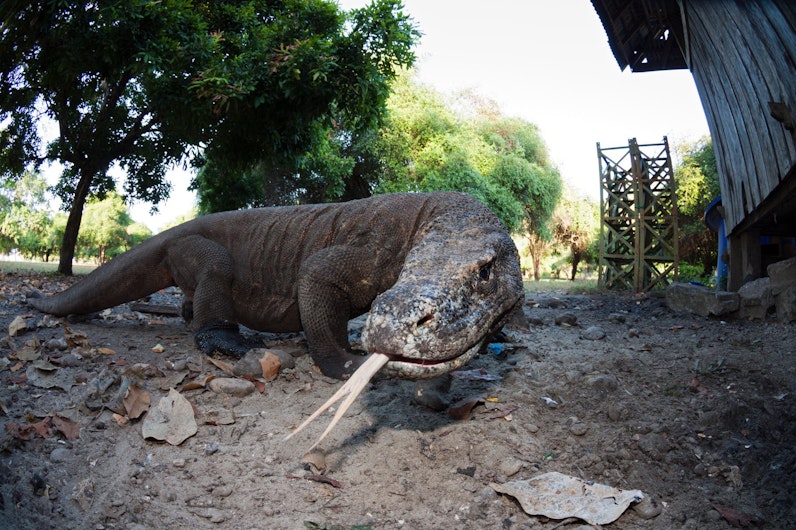 Parcul Național Komodo