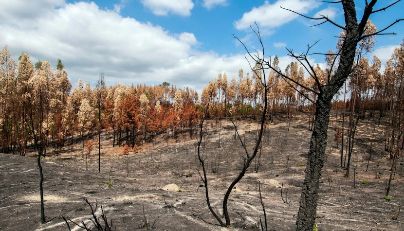 Portugalia a decretat stare de alertă, din cauza incendiilor de vegetație portugalia