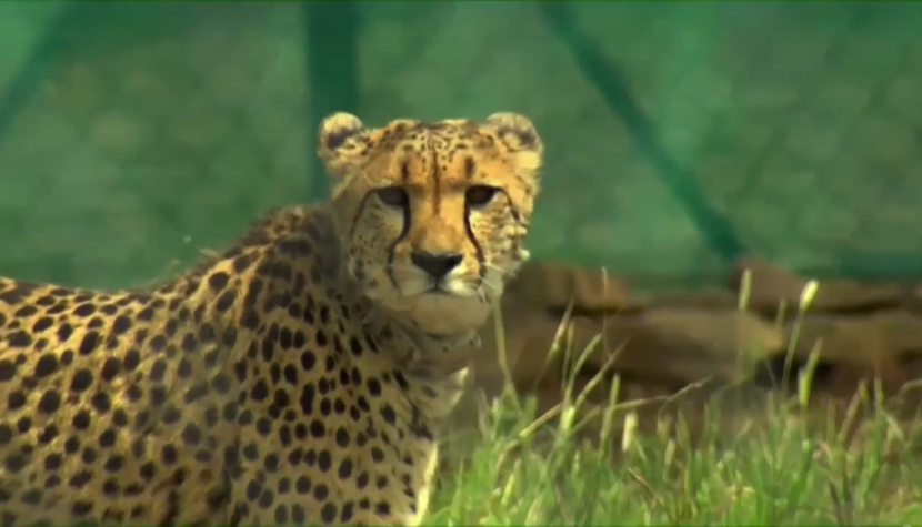 Gheparzii au revenit în India ghepard