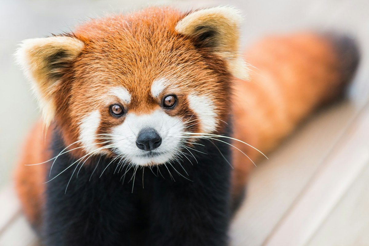 Ziua Internațională Panda Roșu, sărbătorită la Zoo Braşov