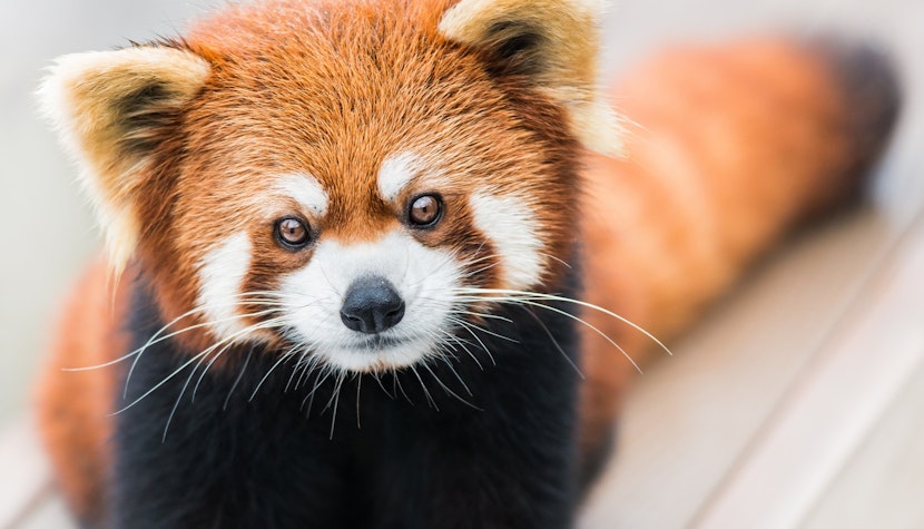 Ziua Internațională Panda Roșu, sărbătorită la Zoo Braşov