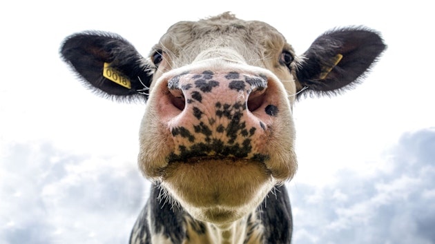 vaca