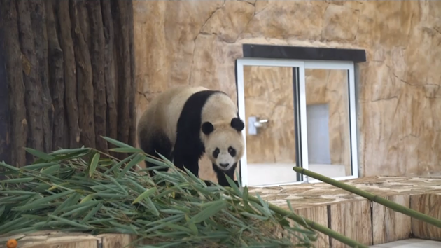 urs panda