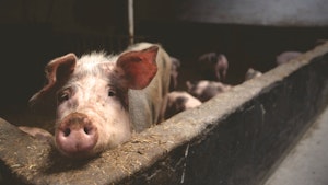 porc