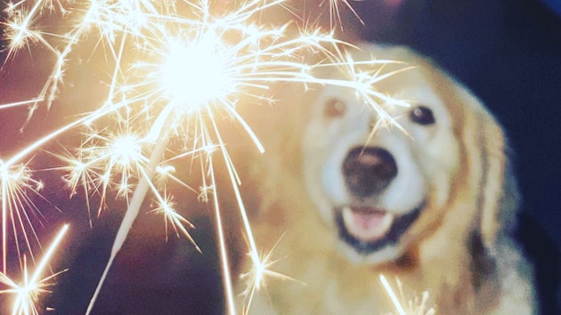 câini artificii revelion