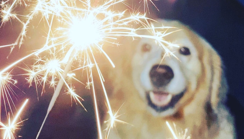 câini artificii revelion