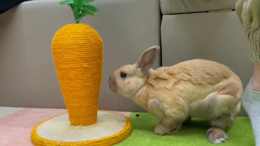 La acest hotel din Hong Kong, animalele au un spațiu de joacă și țarcuri confortabile