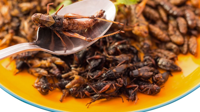 insecte
