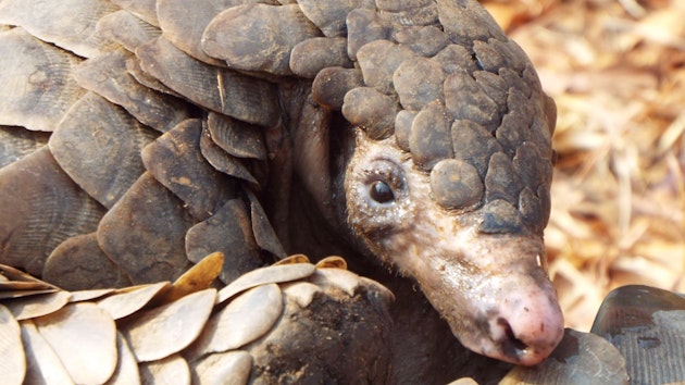 pangolin
