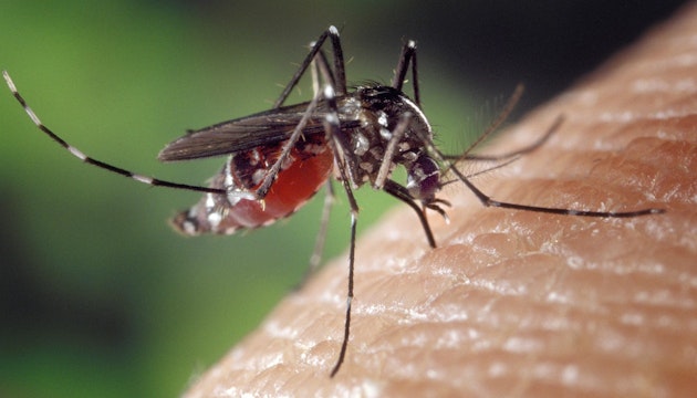 febra dengue