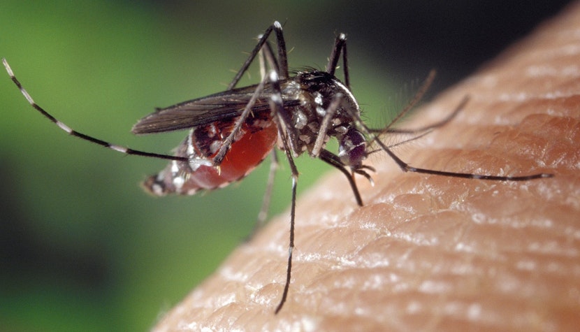 febra dengue