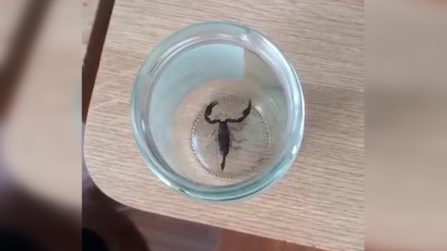 scorpion lidl