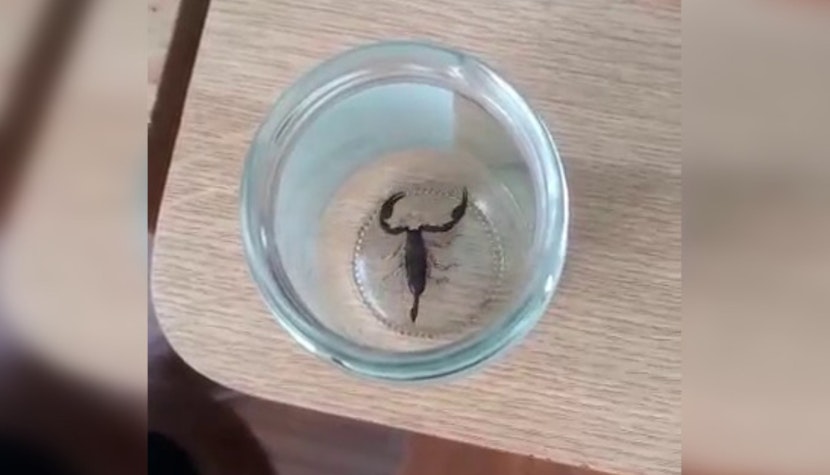 scorpion lidl