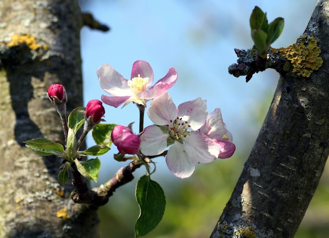 flori