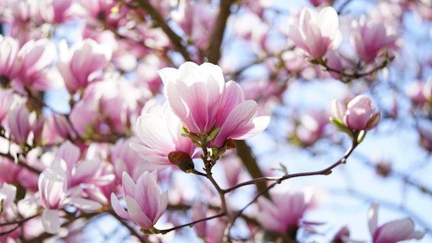 magnolii