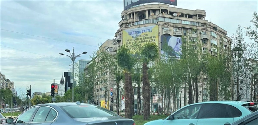 Plante exotice în centrul Capitalei.