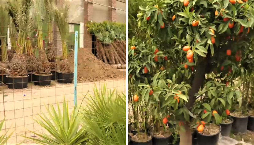 Edilul a mai achiziționat măslini, mandarini, portocali, cactuși și kumquat. palmieri