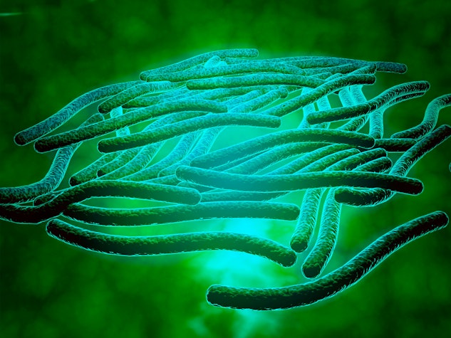 Legionella pneumophila, văzută la microscop