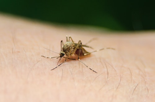 West Nile