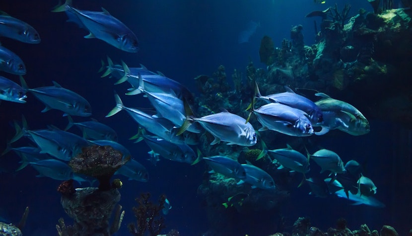 Turiștii din Benidorm au fost avertizați cu privire la peștii "de tip piranha", pesti