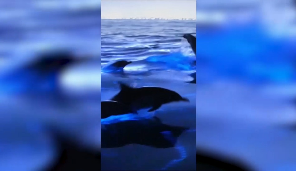 Delfini care înoată în ape albastre bioluminiscente