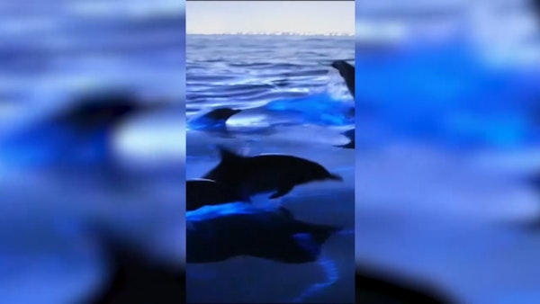 Delfini care înoată în ape albastre bioluminiscente