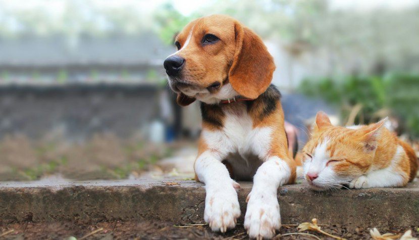 Mâncarea pentru animalele de companie se va scumpi cu 10% la întâi octombrie. mancare animale