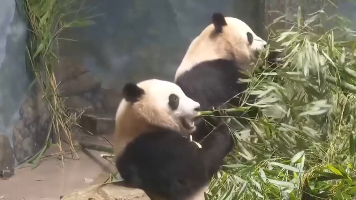Urșii panda, subiect de controversă între SUA și China