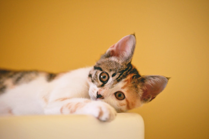 SofistiCAT