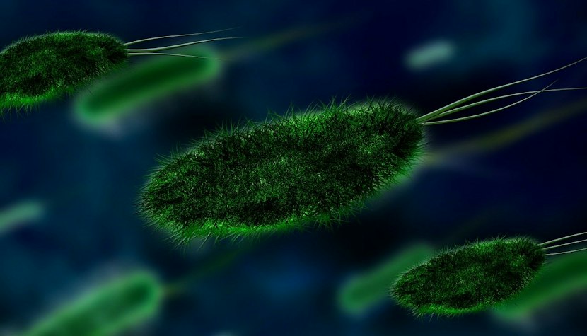 Un virus care provoacă febra hemoragică a fost detectat pentru prima dată în Franța virus