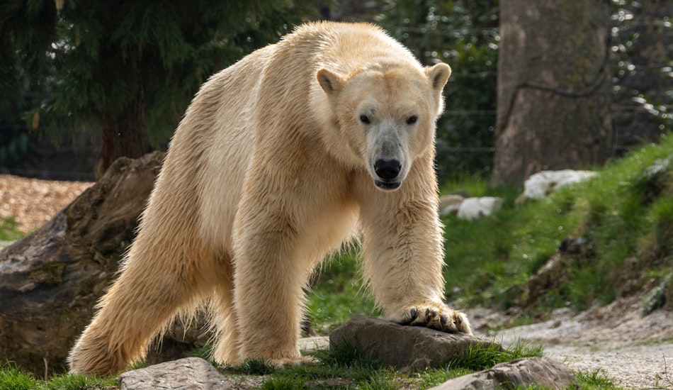 Urşii polari au fost nevoiţi să se adapteze din cauza încălzirii globale