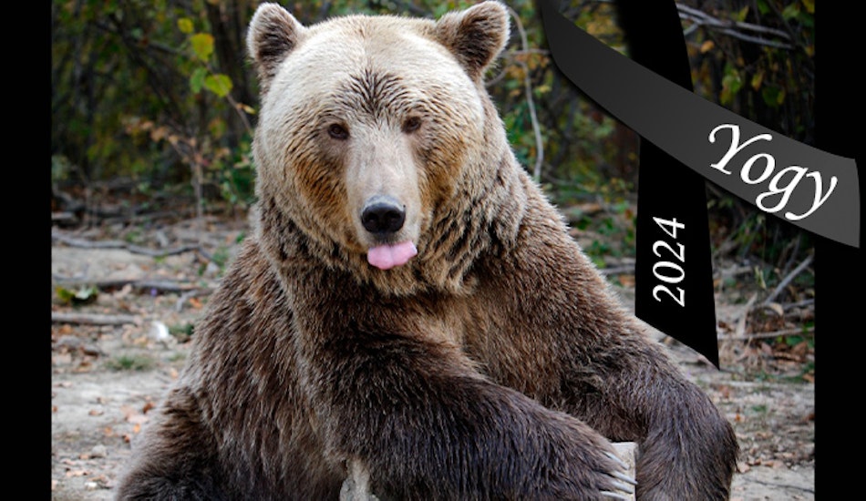 Cel mai în vârstă urs brun din România, a murit la 43 de ani.