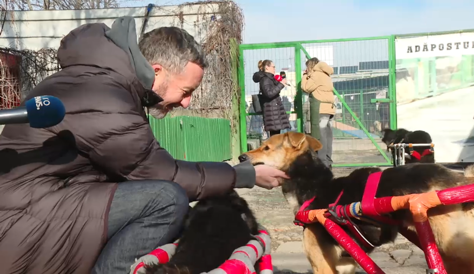Managerul FCSB, Mihai Stoica, a gătit pentru peste 500 de câini fără stăpân.