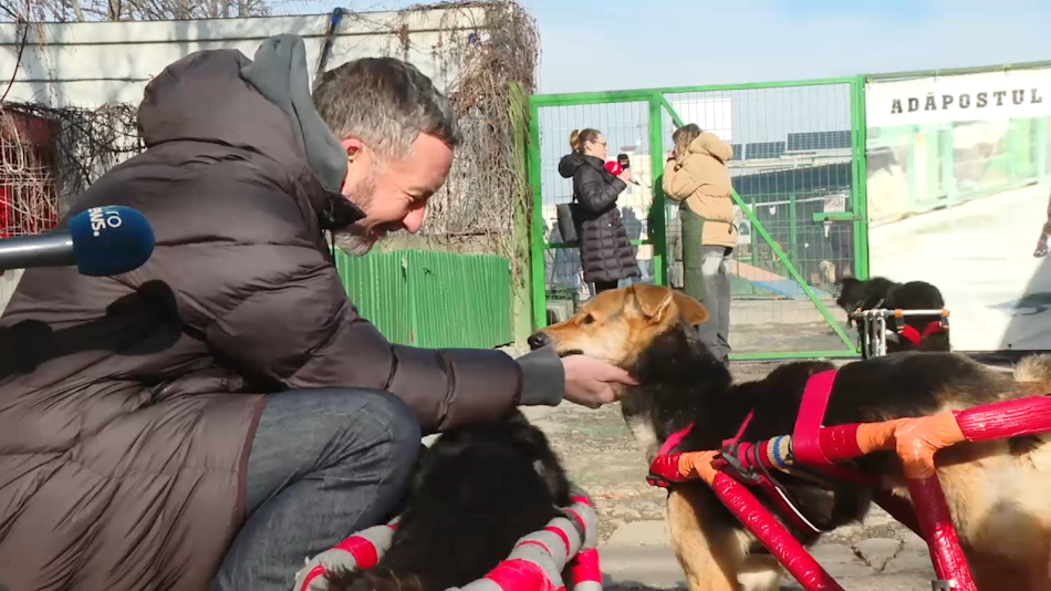 Managerul FCSB, Mihai Stoica, a gătit pentru peste 500 de câini fără stăpân.