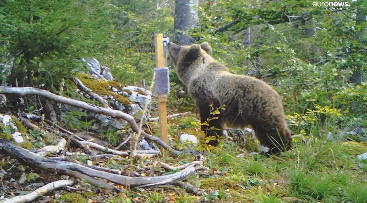 Ursul din Ciolpani alarmează localnicii. Jandarmii au reacționat imediat.