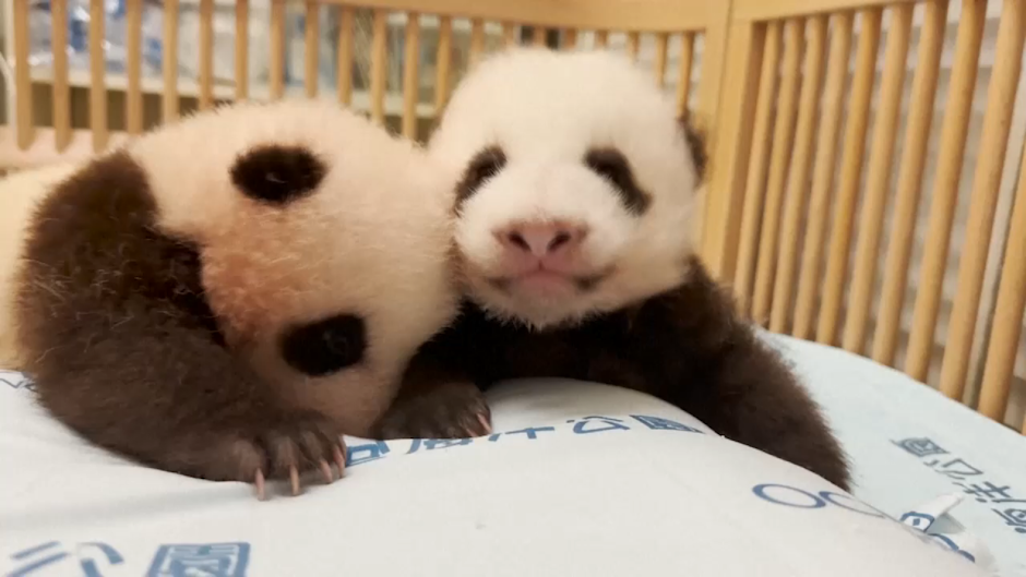panda