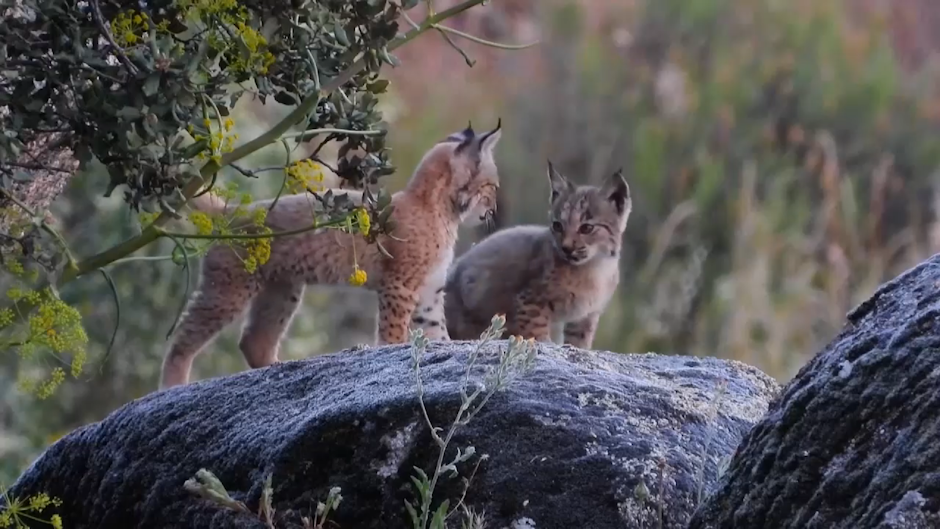 râs