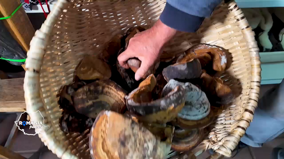 iască în coș