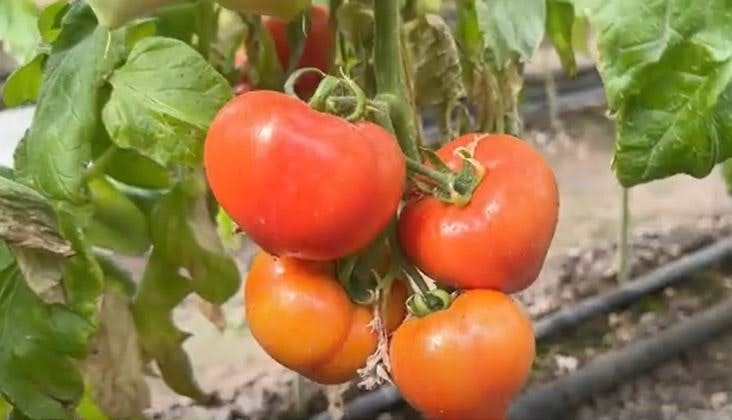 Roșiile românești au sosit în Olt: prețul ajunge la 45-50 lei pe kilogram!