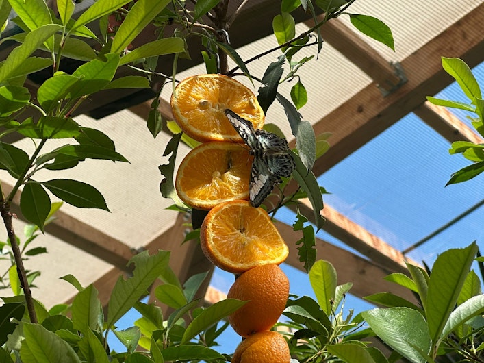 Fluture pe un ornament făcut din portocale, parte dintr-o expoziție din Praid.