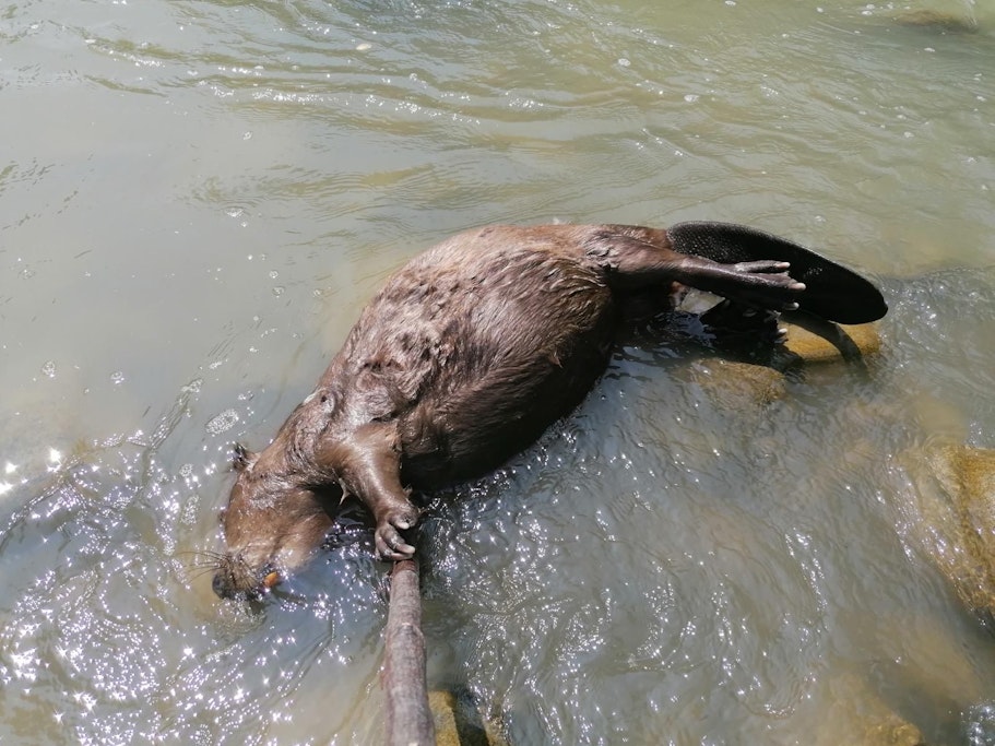 Imagine cu un castor mort, cauza fiind salinitatea crescută a apei după inundațiile de la salina Praid.