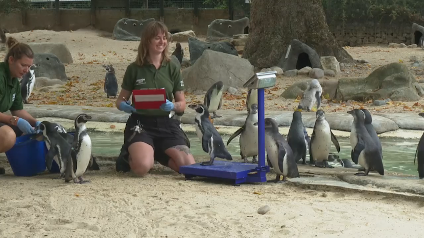 Pinguini ademeniti sa urce pe cantar de catre ingrijitori. Toate animalele de la Grădina Zoologică din Londra, cântărite și măsurate