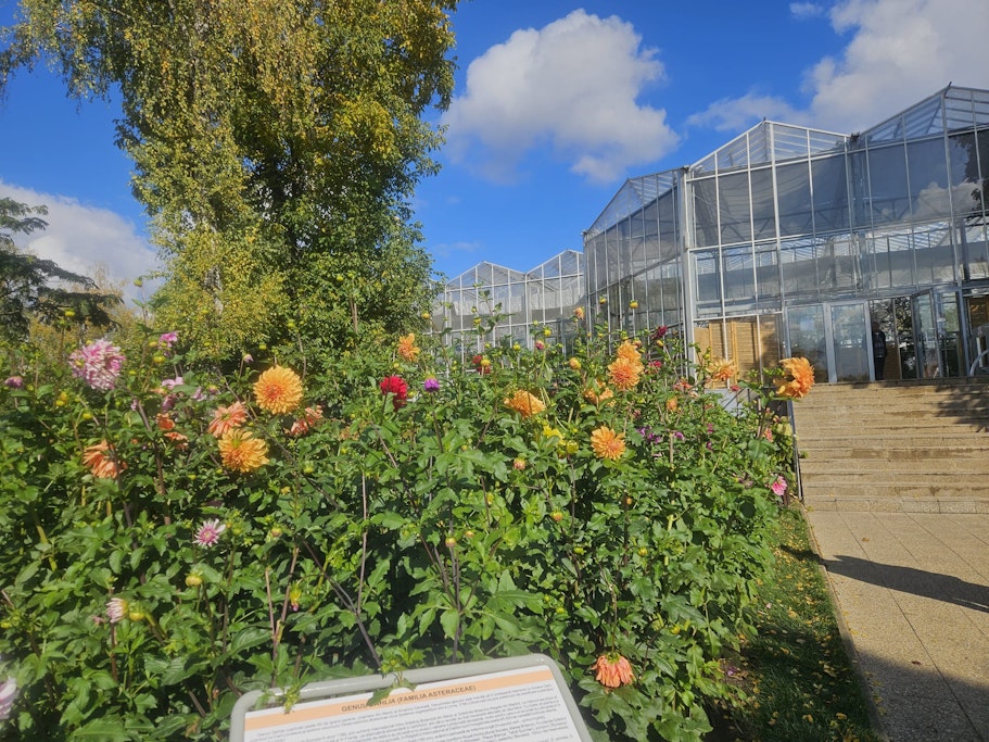 flori în grădina botanică din iași