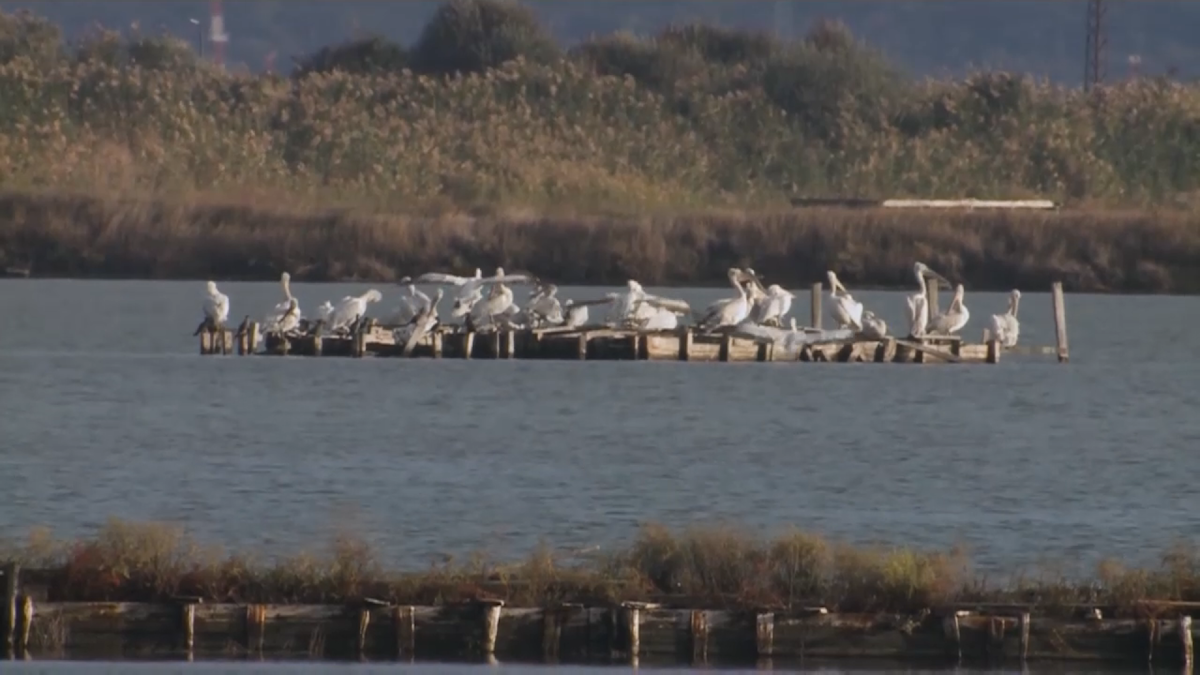Scumpirea carburanților afectează transportul naval din Delta Dunării