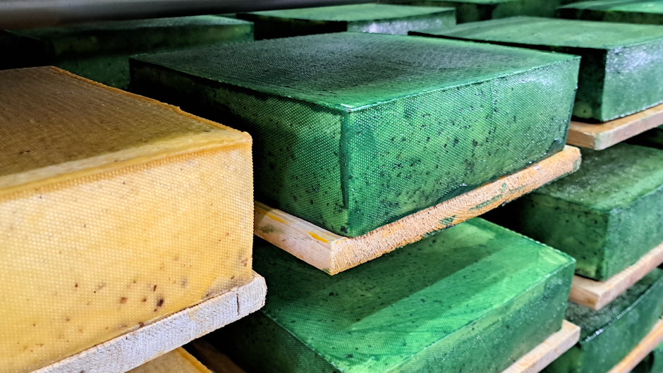 blocuri mari de brânză galbenă și verde așezate pe rafturi din lemn, aflate la maturat într-o cameră de depozitare
