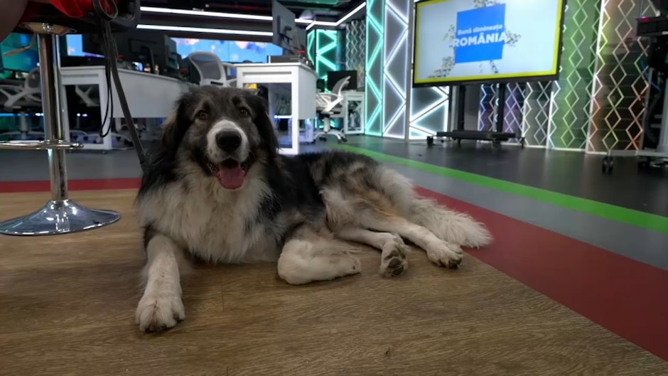 Cainele ciobanesc mioritic