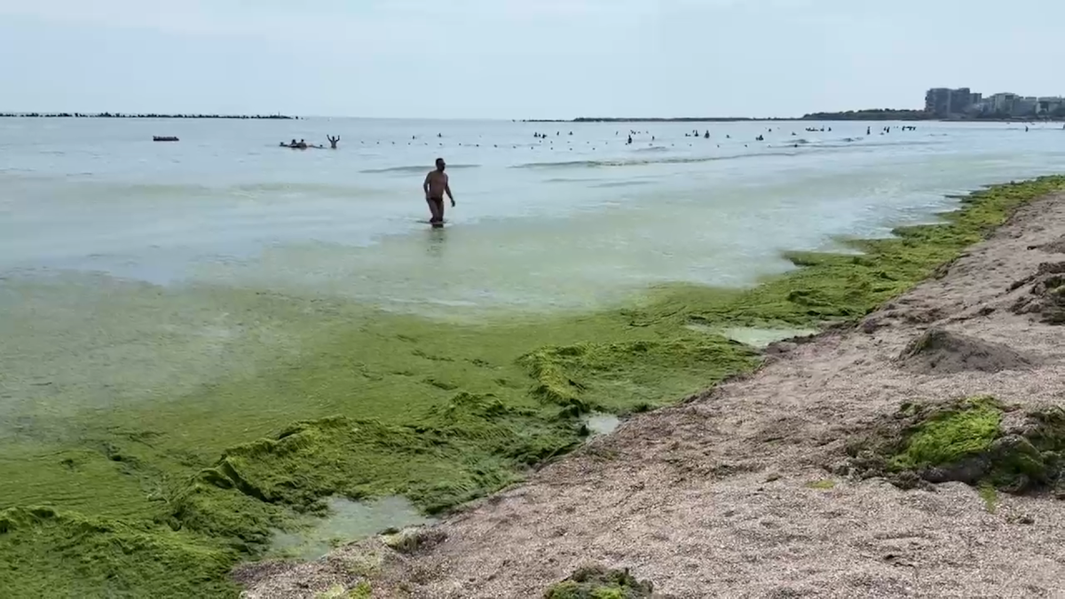 Invazie de alge pe litoralul românesc afectează turiștii