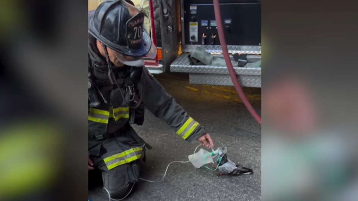 Porumbel intoxicat cu fum, salvat de pompieri în California cu mască de oxigen