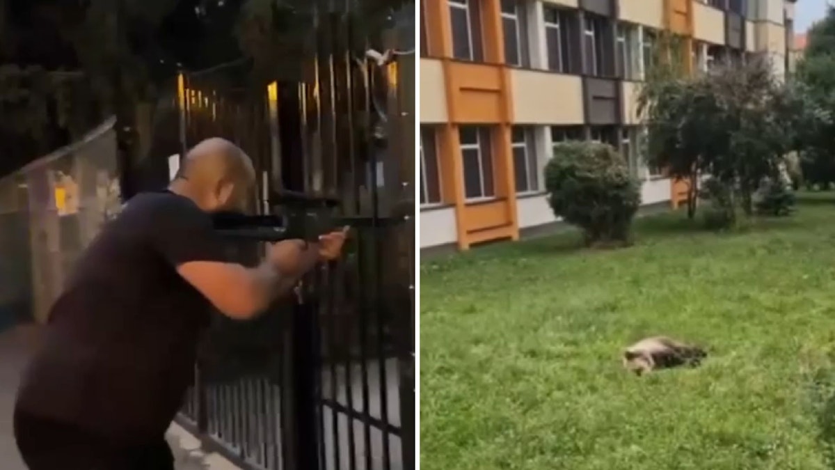 Alertă în Sibiu: o ursoaică a fost tranchilizată după ce a intrat în oraș