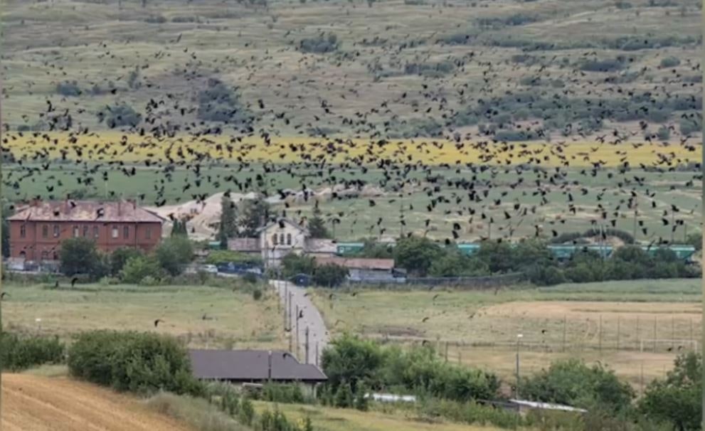 Ciorile provoacă pagube uriașe în culturile de floarea soarelui. Fermier: „Sunt stoluri de 5.000-6.000, cerul se înnegrește”